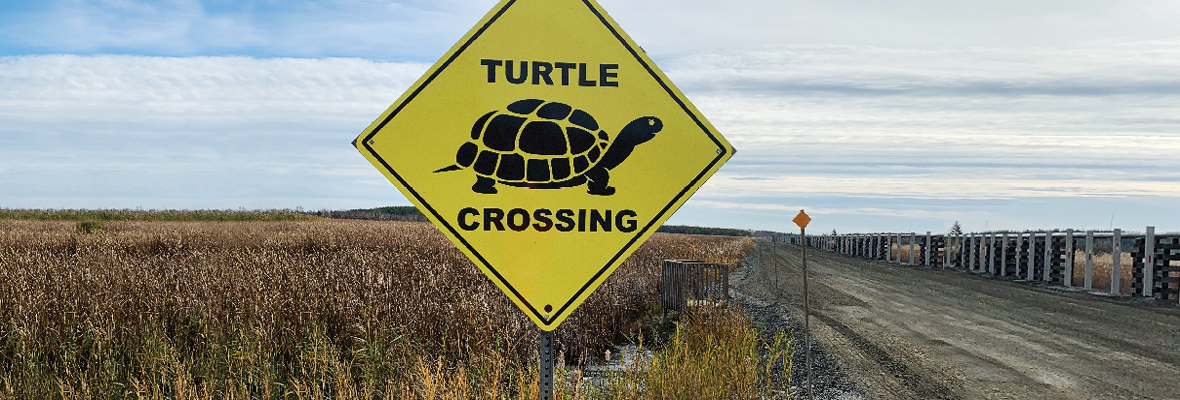 Les partenariats autochtones aident à protéger la population locale de tortues à Sudbury INO