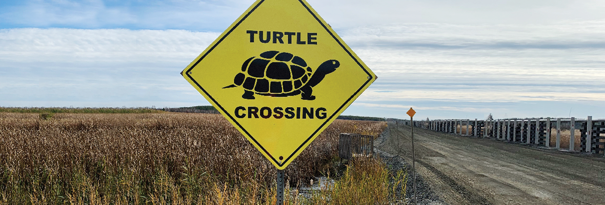 Les partenariats autochtones aident à protéger la population locale de tortues